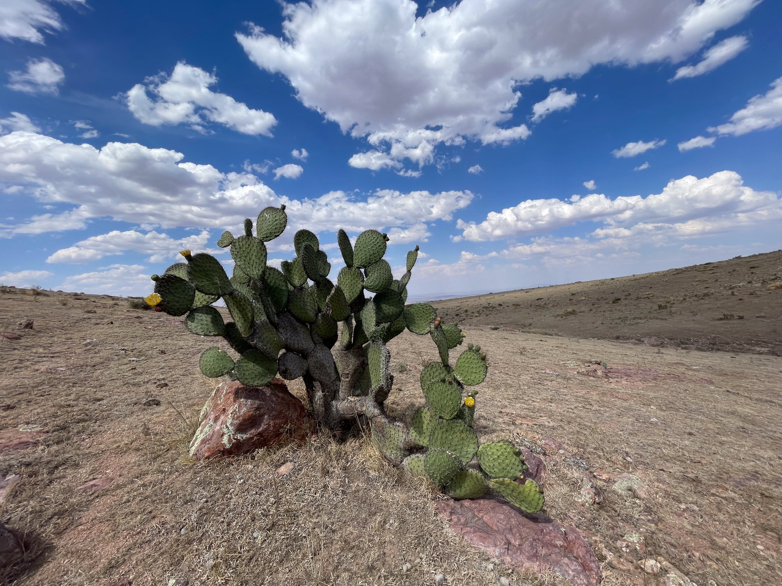 Nopal-Kakteen in der W&uuml;ste von Mexico.